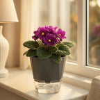 12 Pack Self Watering Plant Pots 6 Inches Self-Watering Planters for Indoor and Outdoor Plants African Violet Succulent Pots Clear Pot for Plants Large Herb Orchid Flower Houseplant Plant, Dark Grey - Image 6