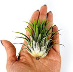 5 Inch Thick Slanted Glass Bowl Terrarium DIY Kit with Beach Sand and 3 Live Tillandsia Ionantha Air Plants - Indoor House Plants for Home and Office Decor - Image 7