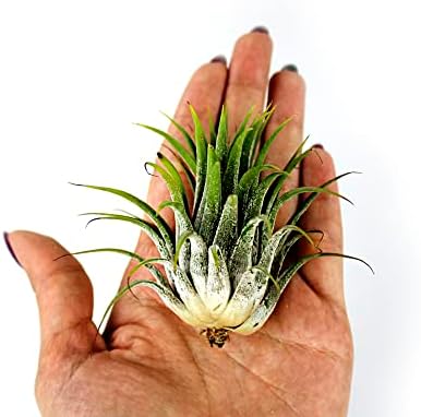 5 Inch Thick Slanted Glass Bowl Terrarium DIY Kit with Beach Sand and 3 Live Tillandsia Ionantha Air Plants - Indoor House Plants for Home and Office Decor - Image 7