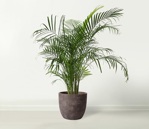 Olly & Rose large ceramic plant pots brown washed - Image 4