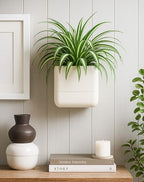 Phoenix Vine 6.5 Inch Wall Mounted Self-Watering Planter Pots for Indoor Houseplants and Herbs | Hanging Planter for Window Sills, Bathroom Walls, Home & Office Décor, Oatmeal, Set of 3, 01-C-G-3 - Image 7