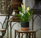 D'vine Dev 2-Pack Ceramic Pots with Saucers, 8/10 in, Black/Tan, 94-G-L-7 - Image 5
