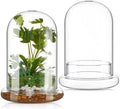 2 Pcs 5.9 x 7.9 Inch Clear Glass Dome Terrarium with Air Hole & Base by Perthlin