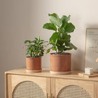 8 Inch Ceramic Plant Pot with Drainage Hole & Separate Saucer - Image 4