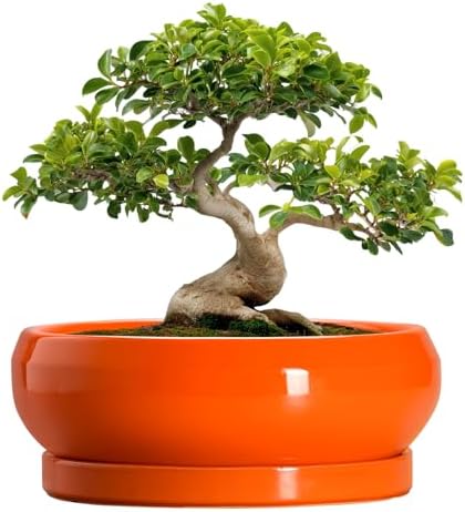 Bonsai Pots - 13 Inch Ceramic Succulent Pots with Drainage Hole and Saucer, Shallow Planter for Indoor Outdoor, Bonsai Planters, Large Planter Bowl, Porch Decor, Gift for Plant Lover, Orange by EPFamily