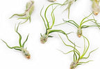 Pack of Wild Ones Air Plants - Tillandsia Caput Medusae, Butzii & Bulbosa Guatemala - Succulent House Plants for Holders - Available in Wholesale/Bulk - Easy Care Indoor/Outdoor Plants (Pack of 50) - Image 2
