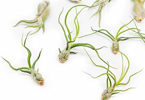 Pack of Wild Ones Air Plants - Tillandsia Caput Medusae, Butzii & Bulbosa Guatemala - Succulent House Plants for Holders - Available in Wholesale/Bulk - Easy Care Indoor/Outdoor Plants (Pack of 50) - Image 2