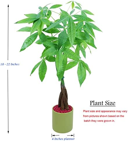 Athena's Garden Money Tree Plant Indoor Live Plant Pachira Money Tree with Ceramic Planter 18 Inches Tall, Green Pot - Red Rocks, Medium - Image 3