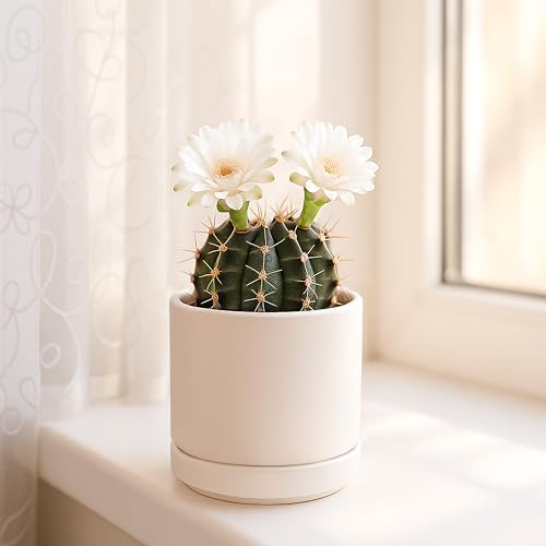 D'vine Dev Set of 4 Small Ceramic Plant Pots, 3.5 Inch Succulent Planter Pot for Plants with Drainage Hole and Saucer, Oatmeal, 94-X-A-8 - Image 7