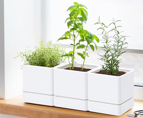 D'vine Dev 6-Pack Plastic Herb Planter Pots, 4 in, White, 76-Y-A6-1 - Image 6