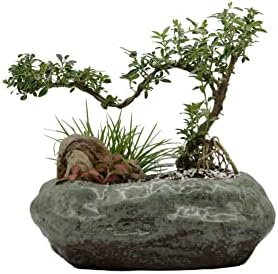 Cotta Planters Bonsai Lotus Pot, Shallow Succulent Planter Pot, Goldfish Pot, Premium Ceramic with Decorative Copper Patina Glaze - Image 2