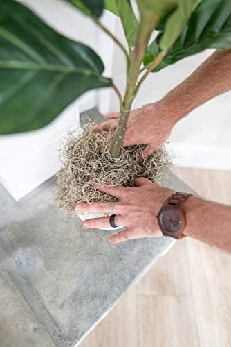 Fresh Spanish Moss for Potted Plants, Crafts, and Floral Arrangements. Super-Soft Green Plant Filler Moss, Cleaned, Natural Fresh Moss - 5lb - Image 4