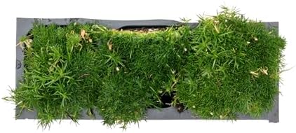 3 Irish Moss – Soft Evergreen Mossy Groundcover with White Spring Flowers for Rock Gardens & Pathways (Sagina subulata) in 2.5″ Cubes, Live Plants - Image 7
