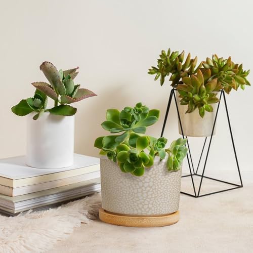 Brown Leopard Print Planters Ceramic African Animal Stripe Round Plant Pot with Drainage Holes and Bamboo Tray Pot for Succulents Cactus Garden Windowsill - Image 4