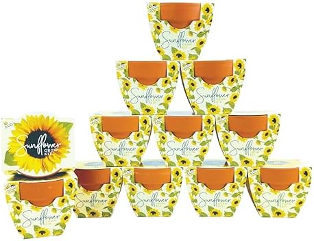 BUZZY Seeds Sunflower Grow Kit 12-Pack, Terracotta Pots, Indoor Garden by BUZZY