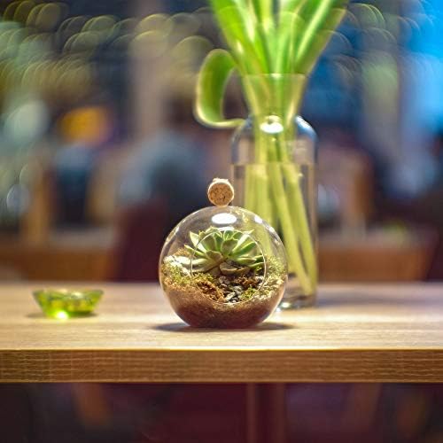 WGV Hanging Terrarium Globe, Width 6", Height 6.5", DIY Air Succulent Planter, Clear Glass Vase Orb with Flat Bottom, Candle Holder for Windowsill Outdoor Garden Decor, 6 Pieces Bulk - Image 6