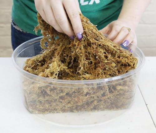 Premium New Zealand Sphagnum Moss, 1000g (80L When Hydrated) - Harvested in New Zealand's South Island, Dried and Long for Potted Plants, Orchids, Reptiles (AA Classic (4" Strands)) - Image 2