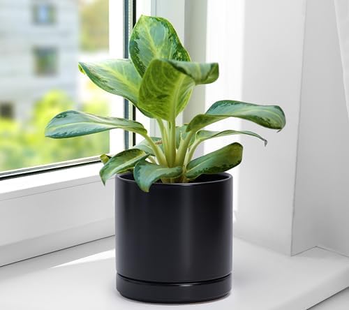 D'vine Dev 3-Pack Ceramic Pots with Saucers, 3/4/6 in, Black, 94-T-S-2 - Image 7