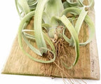 Air Plant Shop Tillandsia Curly Slim Mounted on Natural Cedar Plank - Wholesale and Bulk - Succulents - Live Tillandsia - Easy Care Indoor and Outdoor House Plants - Image 2