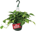 American Plant Exchange Golden Pothos – Live 8-Inch Hanging Basket, Devil’s Ivy, Easy-Care Air Purifying Houseplant, Fast-Growing Trailing Vine for Hanging Planters, Indoor Home or Office Décor by AmericanPlantExchange