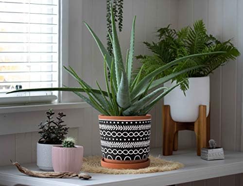 D'vine Dev 2-Pack Terracotta Pots, 4/6 in, Terra/Black, 31-958-D-2 - Image 5