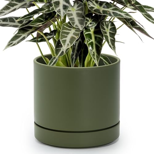 Phoenix Vine 8 Inch Planter Pot with Drainage Hole & Saucer, Deep Water Catch Tray, Straight Cylindrical Round Pot for Plants, Olive, Pack of 1, 23-D-T-1 by Phoenix+Vine