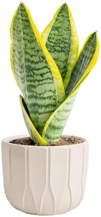 Costa Farms Snake Plant, Live Indoor Plant, Air Purifying, Low Light, Easy by Unknown