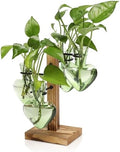 Plant Terrarium Propagation Stations with Wooden Stand by CYZglass