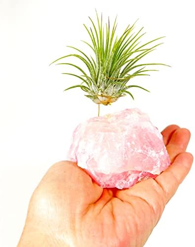 Pink Raw Rose Quartz Crystal Air Plant Holder Gift - Includes Live Healthy Tillandsia Plant Gift Box by Unknown