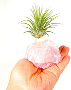 Pink Raw Rose Quartz Crystal Air Plant Holder Gift - Includes Live Healthy Tillandsia Plant Gift Box by Unknown