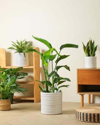 Ceramic Planter Set 6/8/10 Inch, Modern Striped Planter Set Indoor Outdoor - Image 4