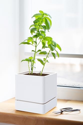 D'vine Dev 4-Pack Plastic Herb Planter Pots, 4 in, White, 76-Y-A4-1 - Image 6