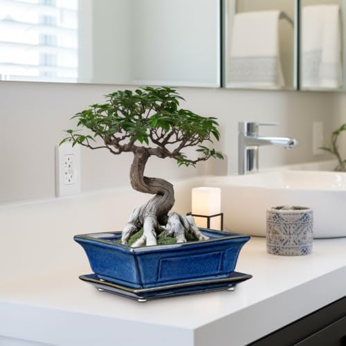 Villa Como Set of 2 Bonsai Pots with Drainage Tray, 7.5" Bonsai Planters - Image 7