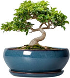 SQOWL Bonsai Pots - 8 Inch Ceramic Succulent Pots with Drainage Hole and Saucer, Round Shallow Planter for Indoor Outdoor Plants Flowers, Ceramic Planter Bowl, Room Decor, Gardening Gifts, Blue by SQOWL