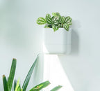 Phoenix Vine 6.5 Inch Wall Mounted Self-Watering Planter Pot for Indoor Houseplants and Herbs | Hanging Planter for Window Sills, Bathroom Walls, Home & Office Décor, White, Set of 3, 01-C-D-3 - Image 7