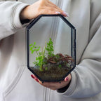 NCYP Glass Enclosure Terrarium with Mesh and Door for Spiders, Small Mantis, Jumping Spider - Octagon Shape Vented Glass Terrarium 6.2 x 3.1 x 8.7 inches, Black (Plants Not Include) - Image 5