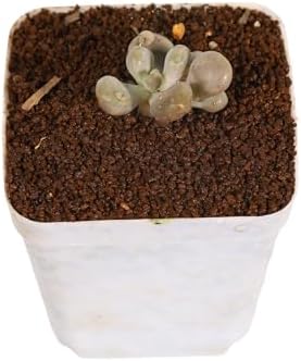Japanese Hard Akadama Soil for Plants | Fine Grain, 22 lb - Image 4