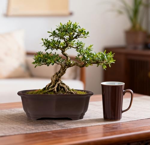 MUZHI 2 Pack 8" Unglazed Ceramic Bonsai Tree Pot Training Planter with Drainage Wiring Hole, Breathable Handmade Zisha Pottery Growing Plant Pot with Mesh Drip Tray Indoor Outdoor - Image 5