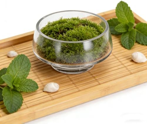 Large Diameter Glass Flower Vase for Moss and Indoor Plants - Image 5