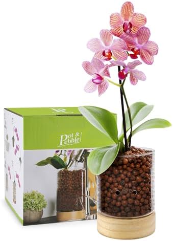 Pot & Pebble C3 Glass Orchid Pot, Wood Base - LECA Semi-Hydroponic Planter - Image 2