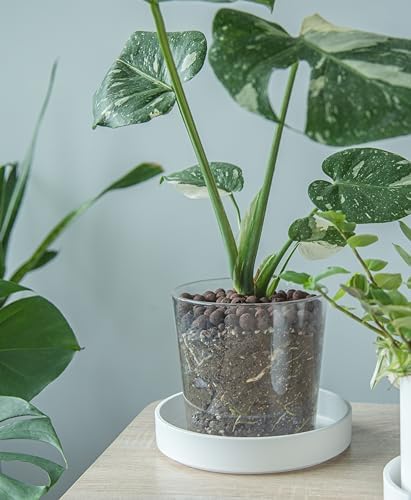 Phoenix Vine 8 Inch Plastic Plant Saucer Water Drip Tray, Heavy Sturdy Round Plant Drainage Tray for Indoors Outdoor, Set of 2, Matte White, 21-TY-8W-2 - Image 5