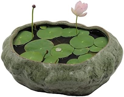 Cotta Planters Bonsai Lotus Pot, Shallow Succulent Planter Pot, Goldfish Pot, Premium Ceramic with Decorative Copper Patina Glaze by CottaPlanters
