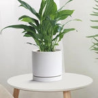 Yukfona Ceramic Plant Saucer Tray 2 Pcs 8 Inch White, 8.5"OD x8.15"ID x1"Deep Fits flower pots Bottom≤ 8.2", Heavy Duty Glazed Round Planter Drip with Catch Basin for Indoor Outdoor Plants(8.5" White) - Image 5