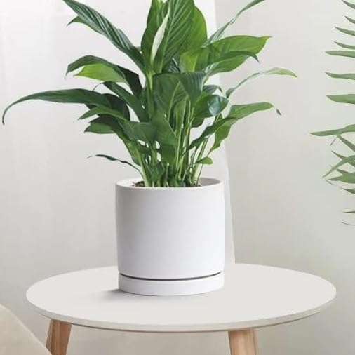 Yukfona Ceramic Plant Saucer Tray 2 Pcs 8 Inch White, 8.5"OD x8.15"ID x1"Deep Fits flower pots Bottom≤ 8.2", Heavy Duty Glazed Round Planter Drip with Catch Basin for Indoor Outdoor Plants(8.5" White) - Image 5