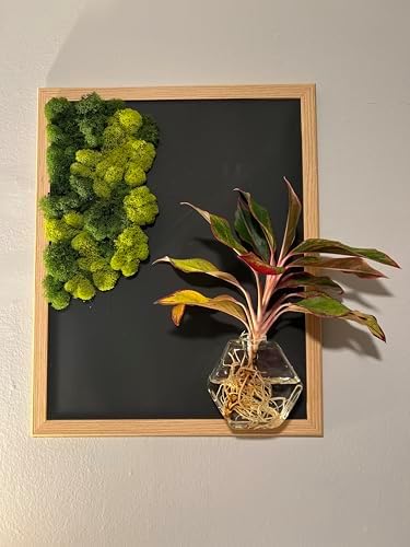 Decorative Wall Art Frame with Preserved Moss and attachable live plants, Oak Frame, Black Background, included glass terrarium but not plants - Image 2
