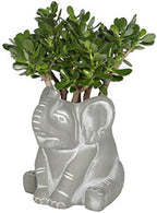 GROWSCAPE Cement Buddies Animal Planter - Cute Desk Decoration - UV Coated Animal Vase w/Removable Drain Plug - Succulent Planter for Indoor/Outdoor Use (Elephant, Natural, Small) - Image 3
