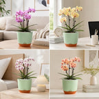 QCQHDU 5.7Inch Orchid Pots with Holes for Repotting, Double-Layer Plastic Self Watering Flower Pots for Indoor Plants with Drainage Holes, Clear Orchid Pot Match Decorative Orchid Container, 3 Packs - Image 6
