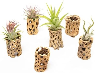 Air Plant Shop 12 Pack 3 Inch Cholla Cactus Holders with Assorted Air Plants- Wholesale and Bulk - Succulents - Live Tillandsia - Easy Care Indoor and Outdoor House Plants by TheAirPlantShop