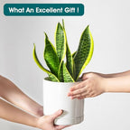 vancasso Ceramic Planters, Plant Pots for Indoor Plants, 6.25+8.25+10.25 Inch Ceramic Pots for Plants, Flower Pots with Drainage Holes, Planters Pot for Indoor House Plant, Set of 3, White - Image 6