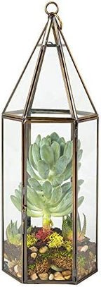 D'Eco Glass Tall Hexagon Plant Terrarium, & Centerpiece (Dims:5x5x14) by DecoHousewares-InnovativeSolutionsforInnovativeHomes